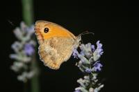 Pyronia tithonus