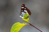 Limenitis reducta