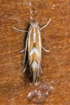 Phyllonorycter