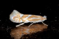 Phyllonorycter