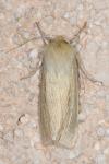 Mythimna straminea