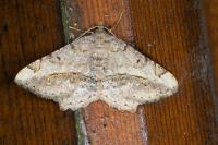 Chiasmia aestimaria