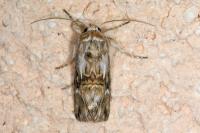 Calophasia lunula