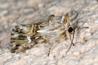 Calophasia lunula