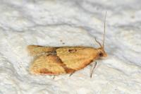Clepsis consimilana