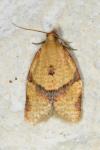 Clepsis consimilana