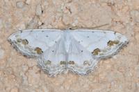 Scopula ornata