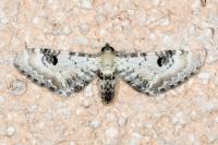 Eupithecia centaureata