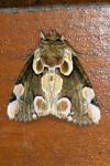 Thyatira batis