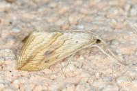 Evergestis forficalis
