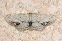 Idaea dimidiata