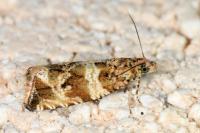 Celypha cespitana