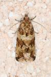 Celypha cespitana