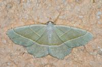 Campaea margaritaria