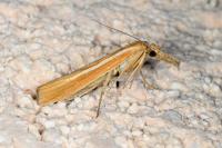 Agriphila selasella