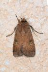 Xestia xanthographa