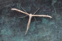 Emmelina monodactyla