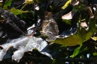 Apatura ilia