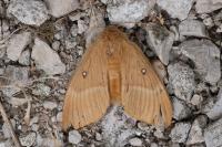 Lasiocampa quercus