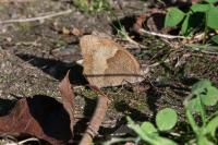 Maniola jurtina