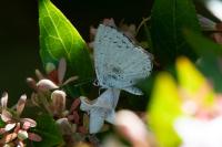Celastrina argiolus