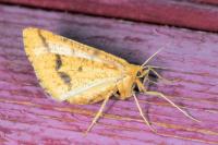 Aspitates ochrearia