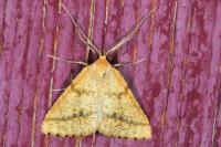 Aspitates ochrearia