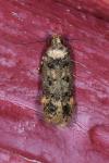 Bryotropha