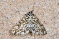 Elophila nymphaeata