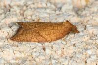 Acleris rhombana