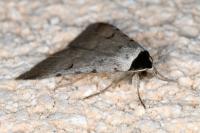 Lygephila craccae