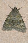 Catocala elocata