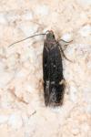 Aproaerema anthyllidella