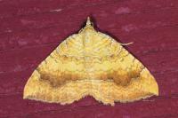 Camptogramma bilineata