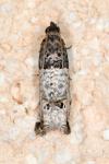 Notocelia incarnatana