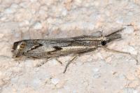 Agriphila geniculea