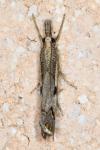 Agriphila geniculea