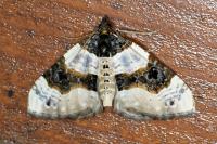 Cosmorhoe ocellata