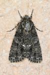 Acronicta rumicis
