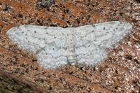 Idaea seriata