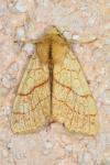 Tiliacea citrago