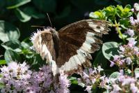 Brintesia circe