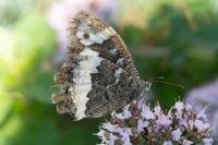 Brintesia circe
