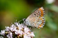 Aricia agestis