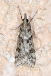 Eudonia angustea
