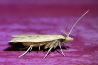 Acompsia schmidtiellus