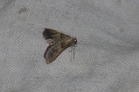 Endotricha flammealis