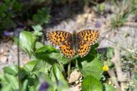 Boloria dia