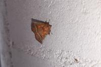 Scoliopteryx libatrix