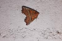 Scoliopteryx libatrix
